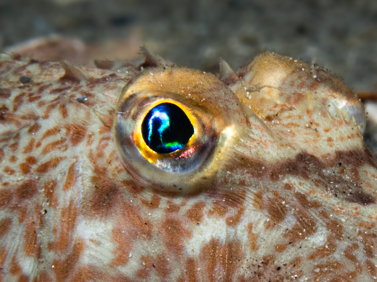 Gaze