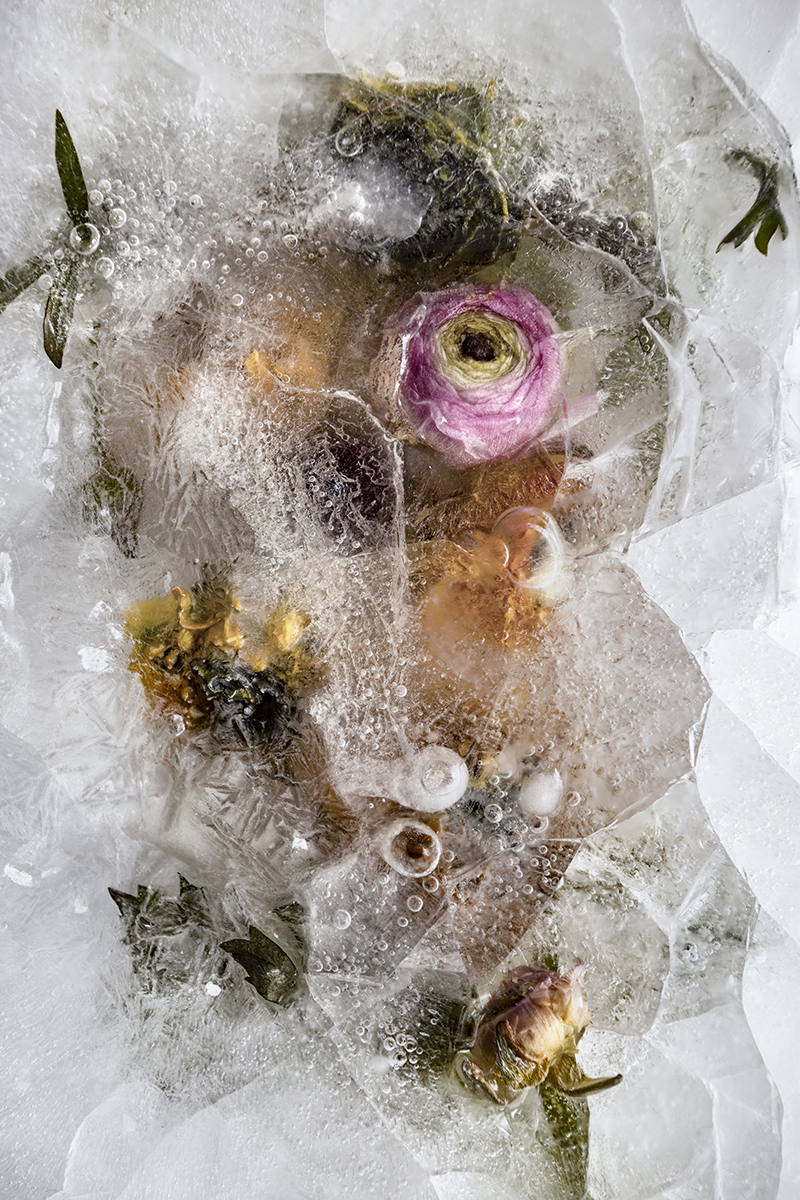 Frozen Flowers 