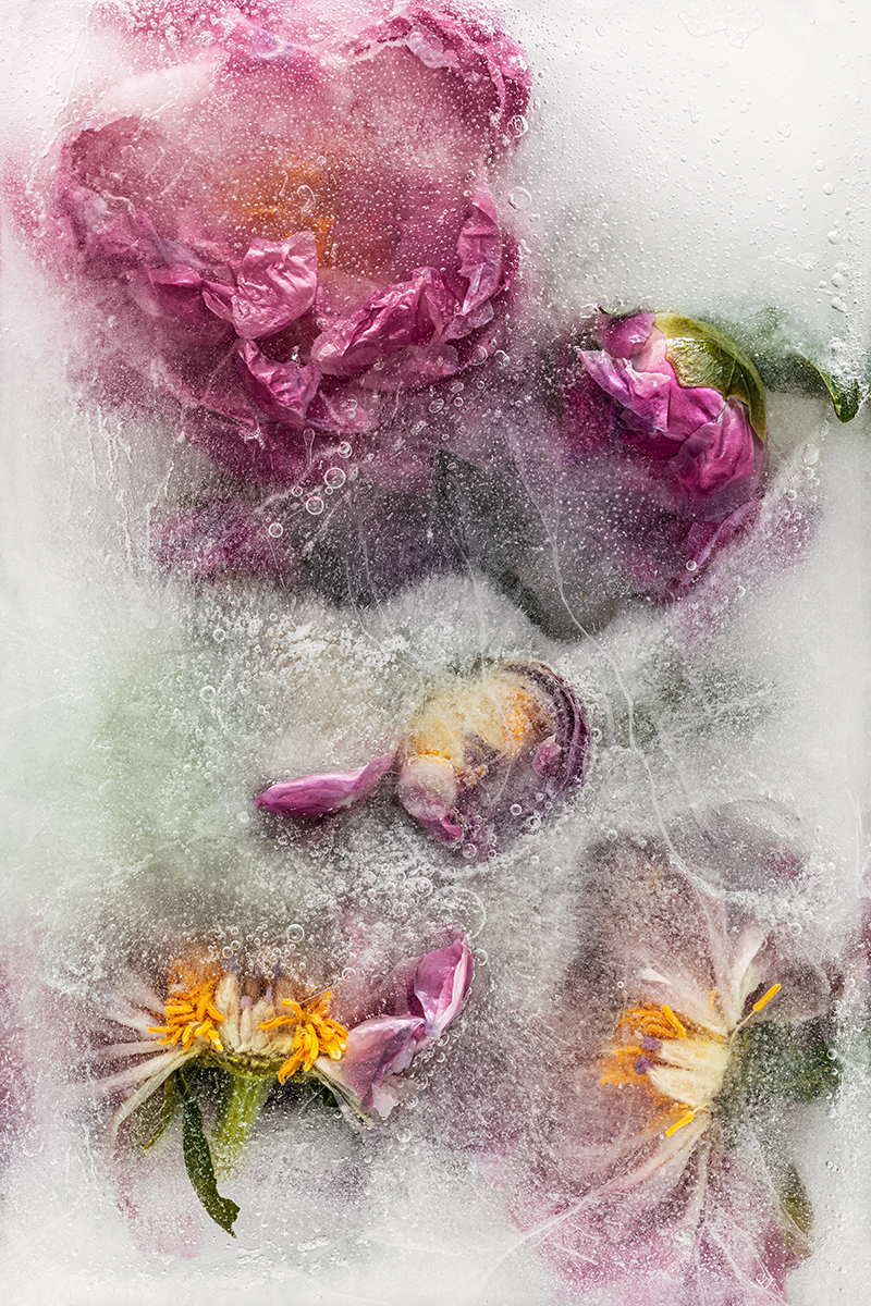 Frozen Flowers 