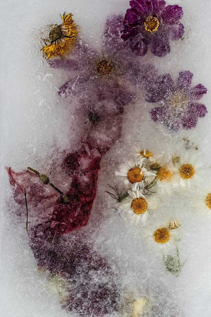Frozen Flowers 