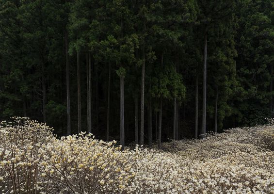 Golden forest