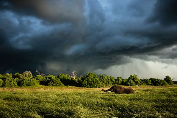 A week in the life on the Chobe