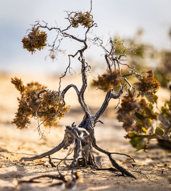 Deep Tree