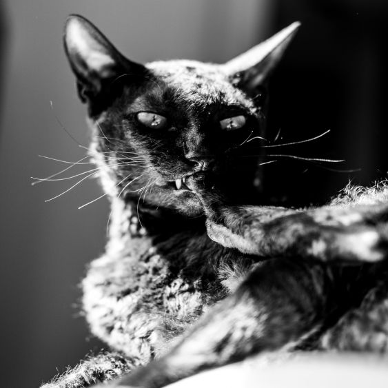 Fauve domestique