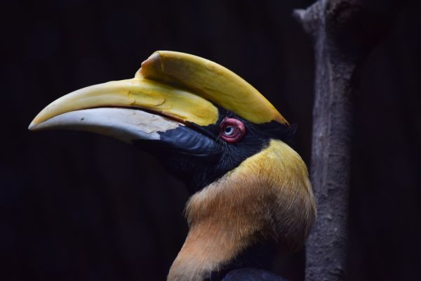 The Great Indian Hornbill