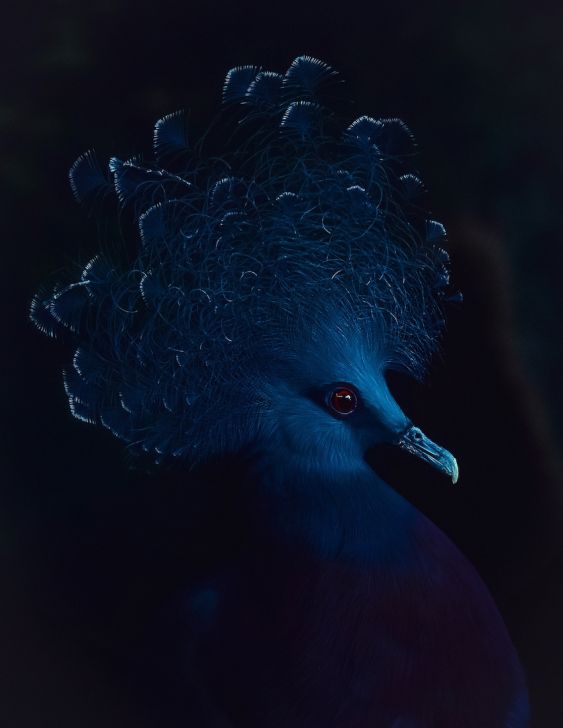 A Portrait of Blue