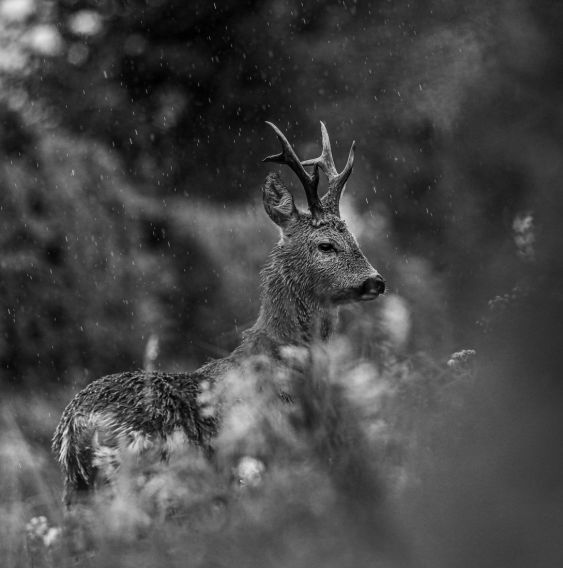Battling The Storm