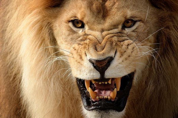 Become a lion