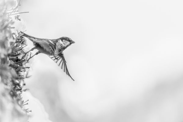 Sparrow
