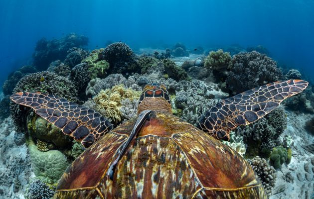 OLD Turtle