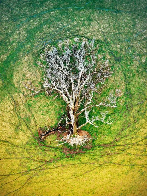 Tree of Life
