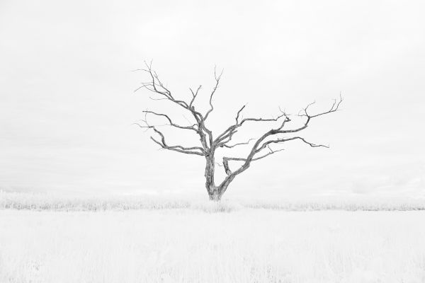 The Dead Tree