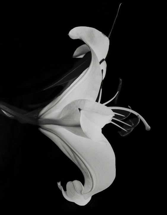 Flower Symbolization