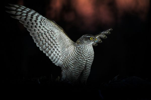 Sparrow hawk (Accipiter nisus)