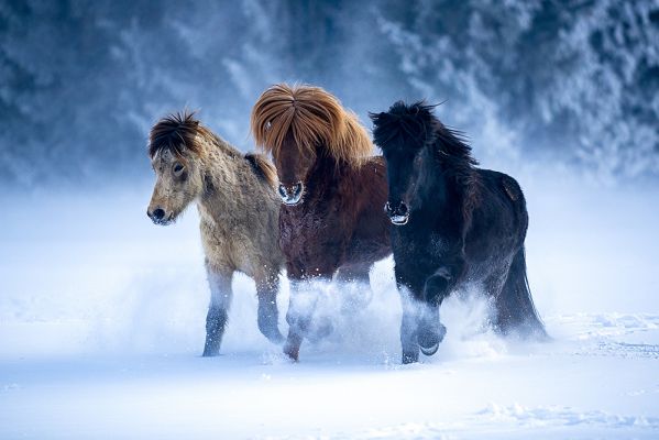 Islandic Horse Mystique