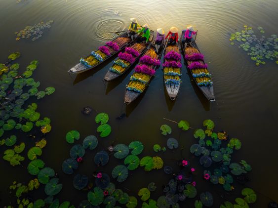 Water lilies
