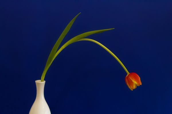 Tulip 