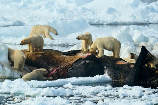 The Whale's Raft