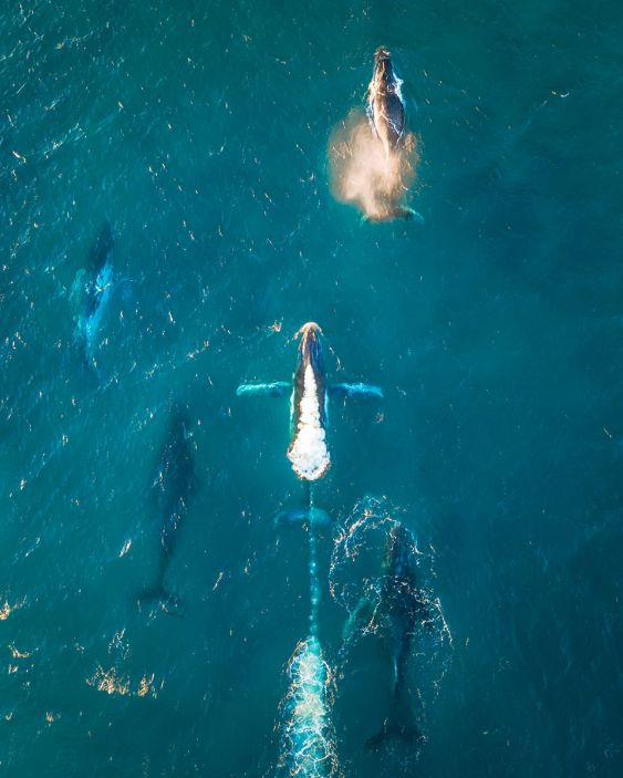 Migration Fun