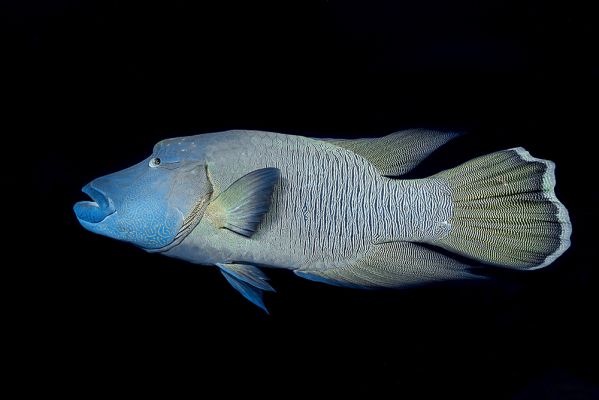 Cheilinus undulatus