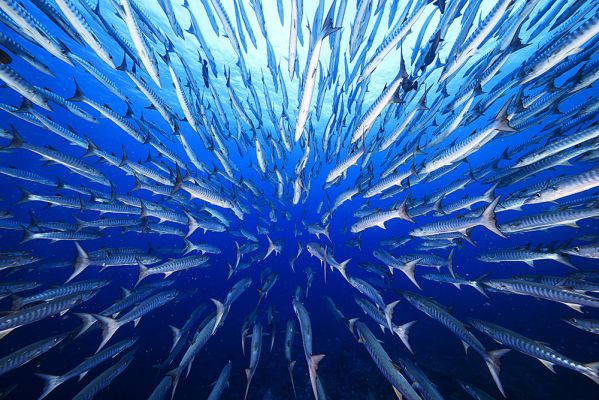 barracudas