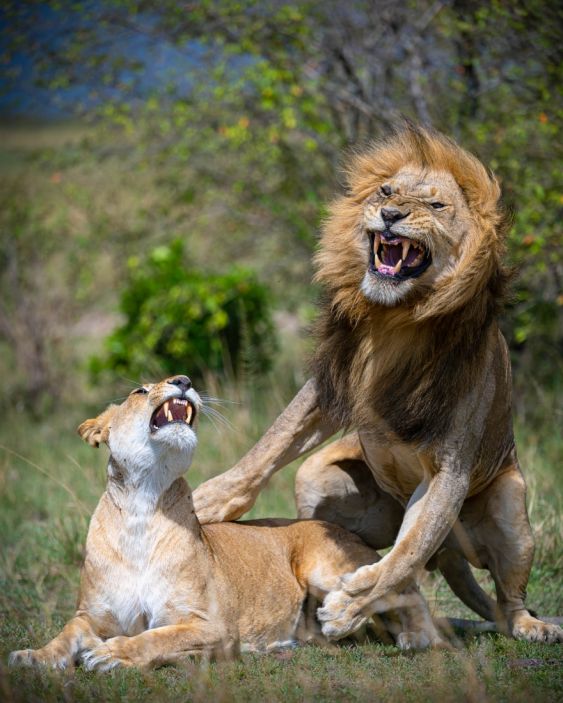 Mating Lions in their peak moment 