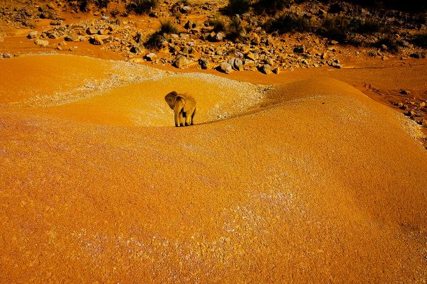 On the trail of the elephants