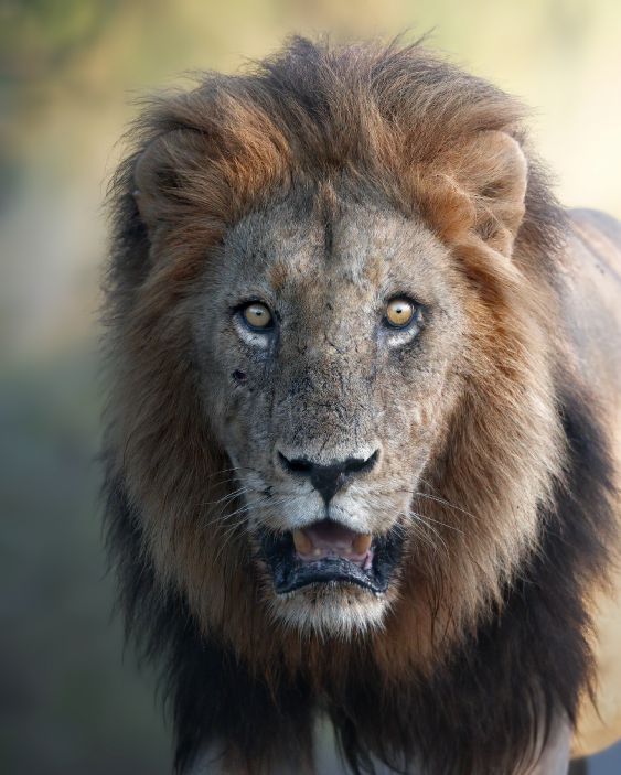 King of Africa