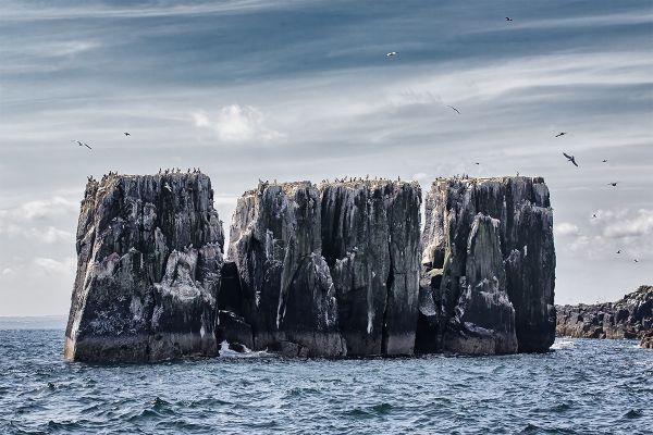 Farne Island Towers