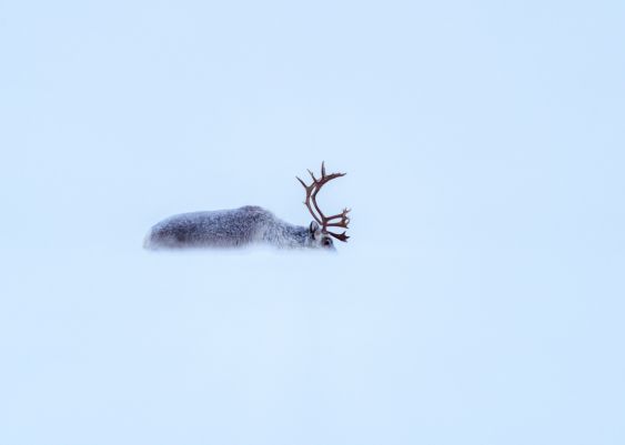 Reindeer