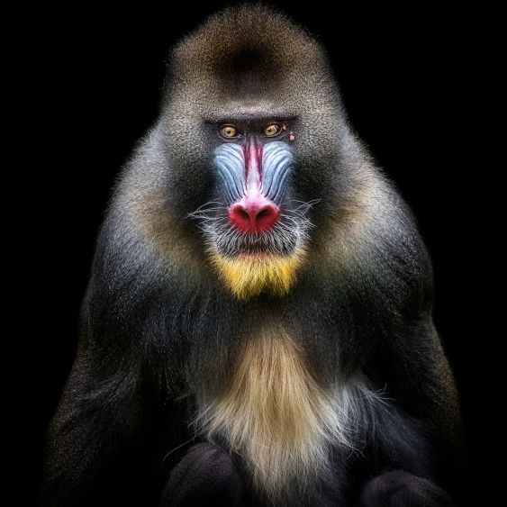 Stephane Chery -Portrait Mandrill