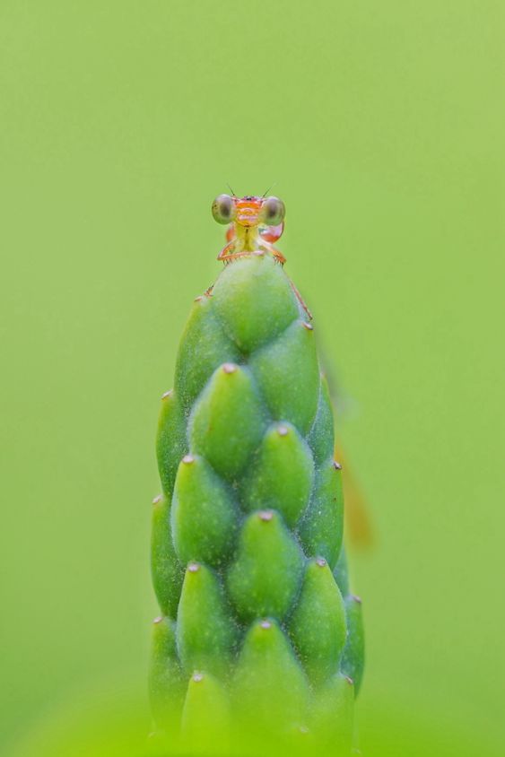 damsefly