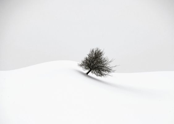 white winter