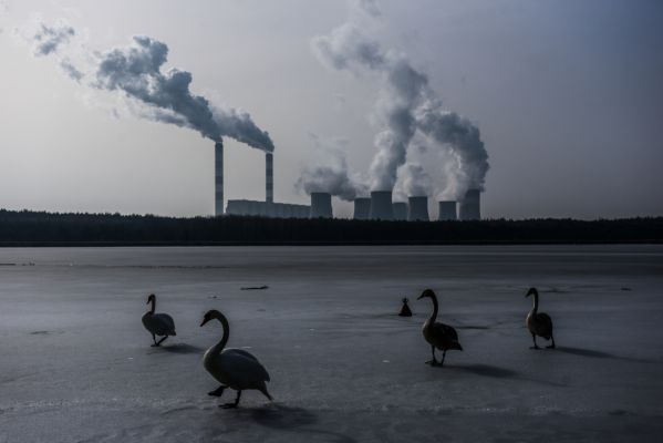 Coal Swans