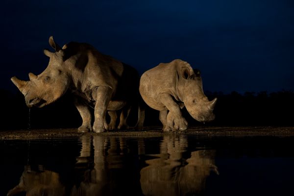 Welcome to rhinoworld