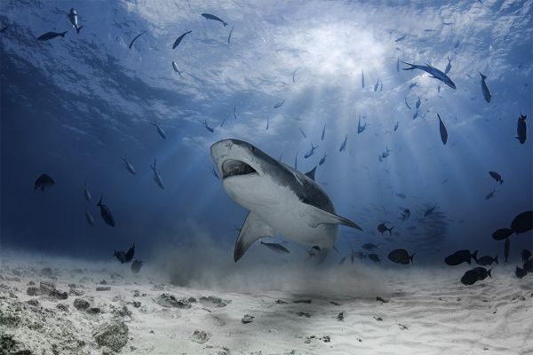 Predators in depth