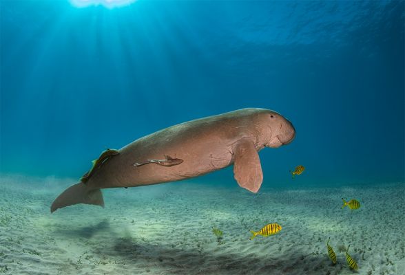 My friend dugong