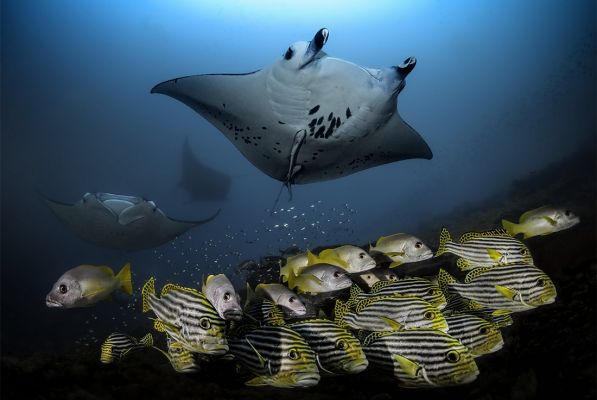 Underwater diversity