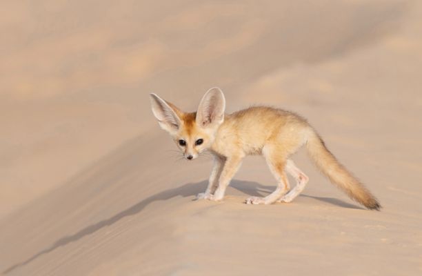 Footprints in the desert