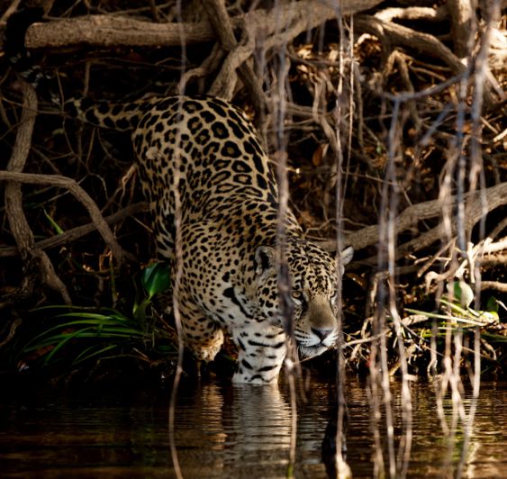 Wild velvet 