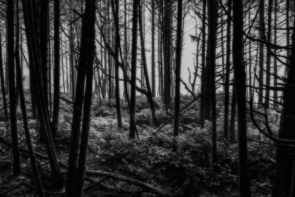 Mist and Shadow