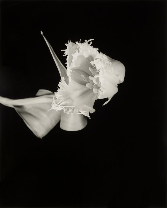 Floral Studies: Fringed Tulip