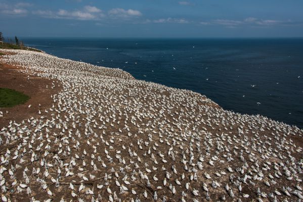 Northern Gannets