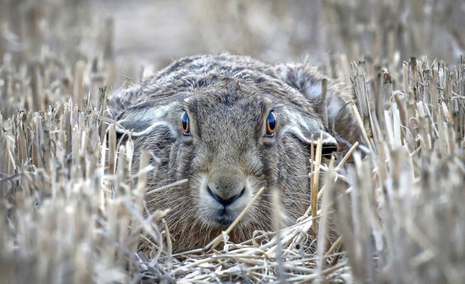 Hare lying down