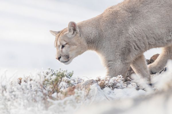 Cougar: Portrait of a Winter