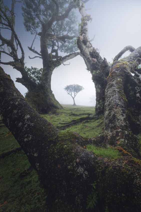 Natural Framework