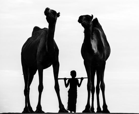 The Boy And His Camels