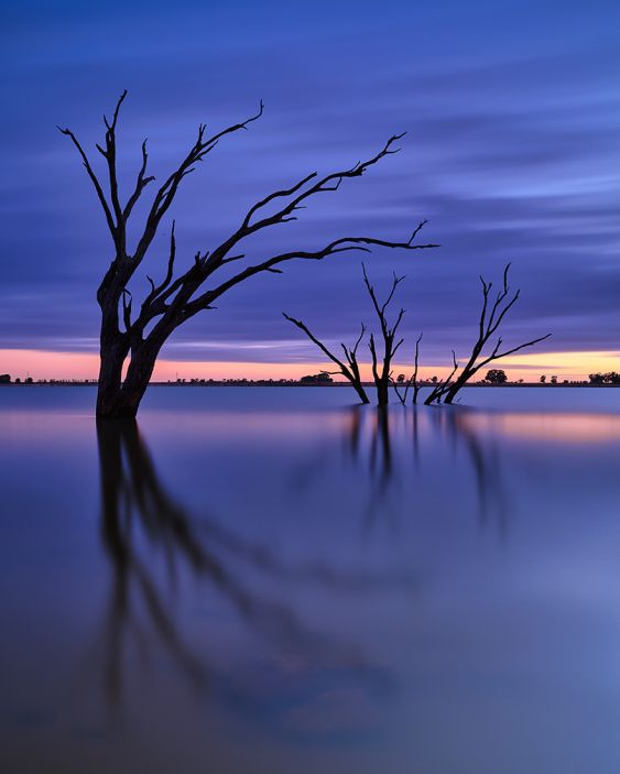 Trees at Twilight