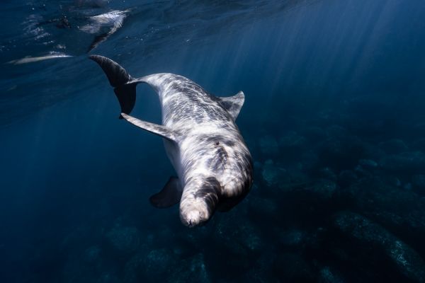 A beautiful and curious sea companion