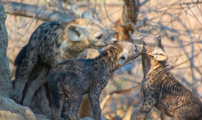 Animals in the Bush